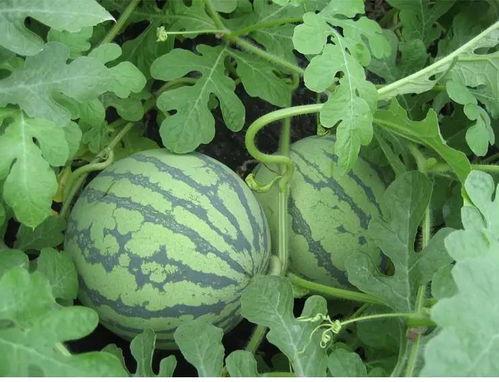 吴小新吃瓜,揭秘娱乐圈幕后故事  第2张