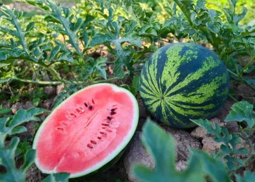 吴小新吃瓜,揭秘娱乐圈幕后故事  第3张