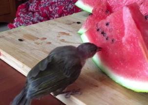 瓜地被鸟吃  第1张