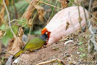 瓜地被鸟吃  第2张
