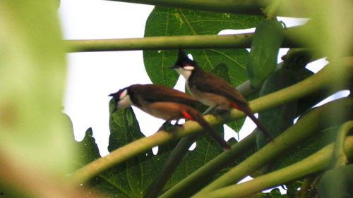 瓜地被鸟吃  第3张