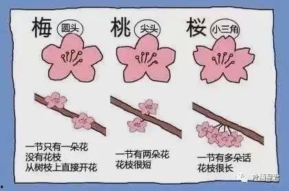 吃瓜梅花,揭秘梅花背后的神秘故事  第3张