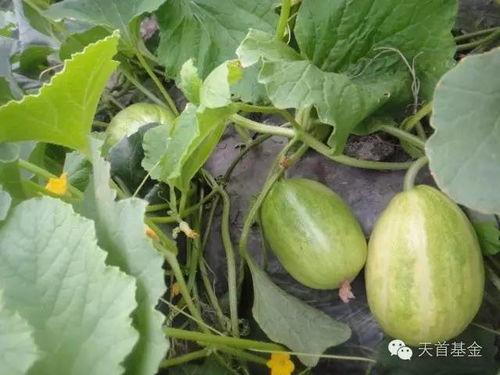 小瓜没吃瓜,揭秘瓜类美食背后的故事  第2张