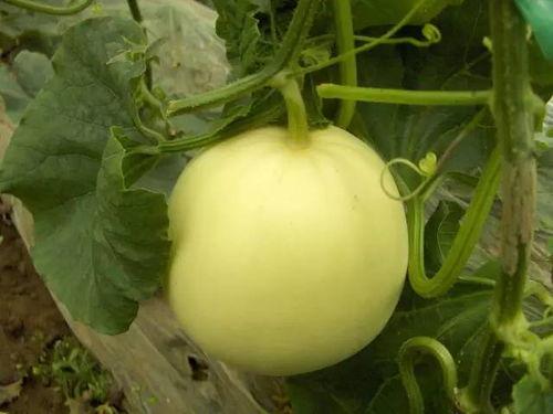 小瓜没吃瓜,揭秘瓜类美食背后的故事  第3张