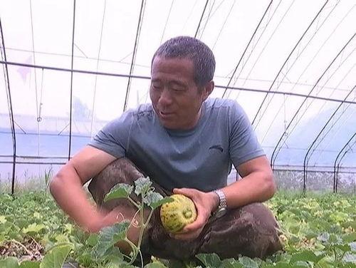 吃瓜致富经,从瓜田到财富的奇妙之旅  第3张