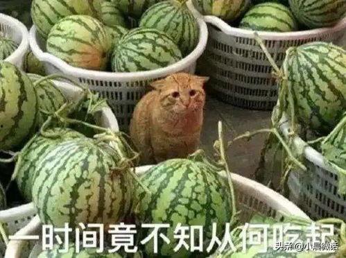 开始吃瓜模式,揭秘娱乐圈那些不为人知的幕后故事  第2张