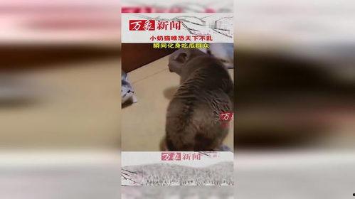 猫咪吵架吃瓜群众,猫咪吵架，吃瓜群众围观  第1张