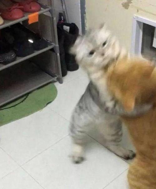 猫咪吵架吃瓜群众,猫咪吵架，吃瓜群众围观  第2张