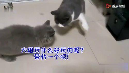 猫咪吵架吃瓜群众,猫咪吵架，吃瓜群众围观  第3张